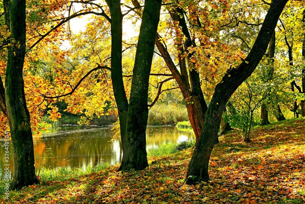 park, przyroda, drzewa, rośkinność , natura, strumyk, panorama, las, drzewostan, park, przyroda, drzewa, rośkinność , natura, strumyk, panorama, las, drzewostan,