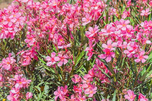 View of a pink oleander plant