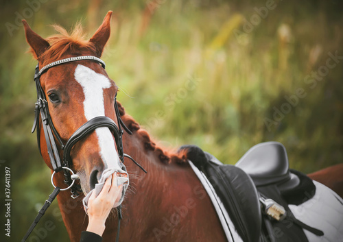 A beautiful sorrel horse with a saddle on its back and a bridle on its muzzle the rider carefully wipes the muzzle with a cloth in the summer day.