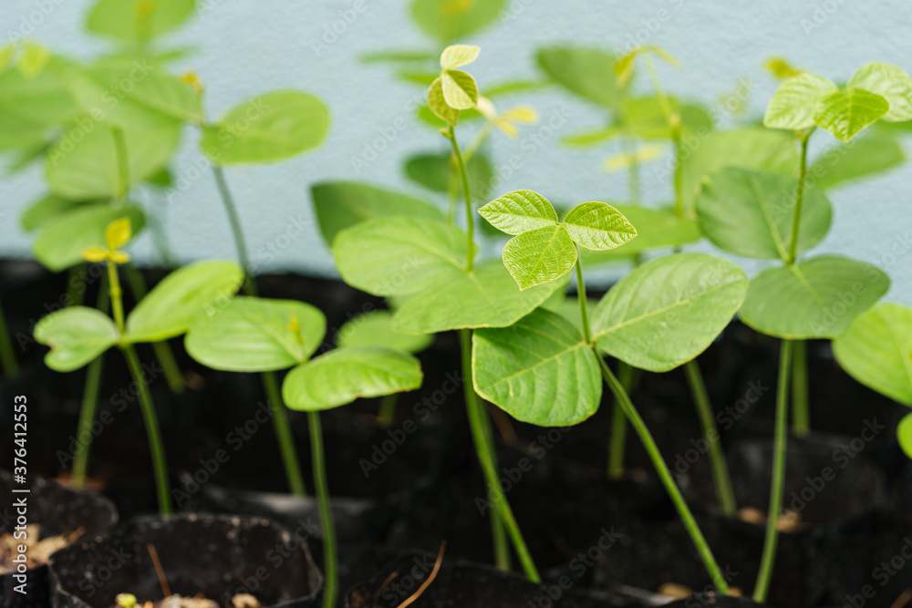 The leaves of the Flame-of-the-forest tree sapling