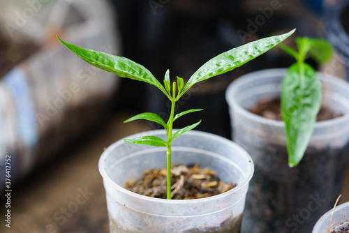 Canvas Print Green chiretta trees grown in plastic glasses