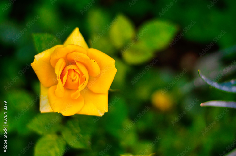 Flores Flores