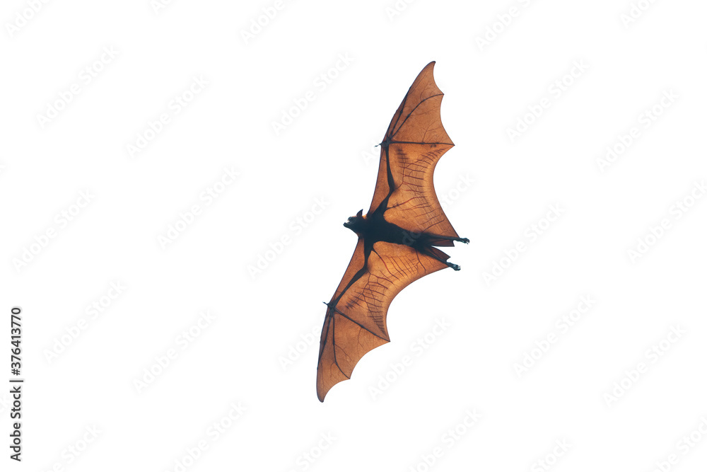 Fototapeta premium Bat flying isolated on white background (Lyle's flying fox)