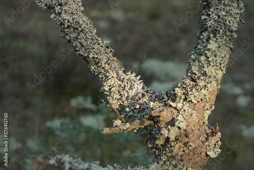 moss on an oak tree trunk