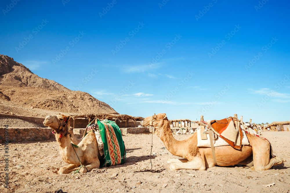 Fototapeta premium Camel ride at desert safari in Egypt. Camels Resting in The Thar Desert