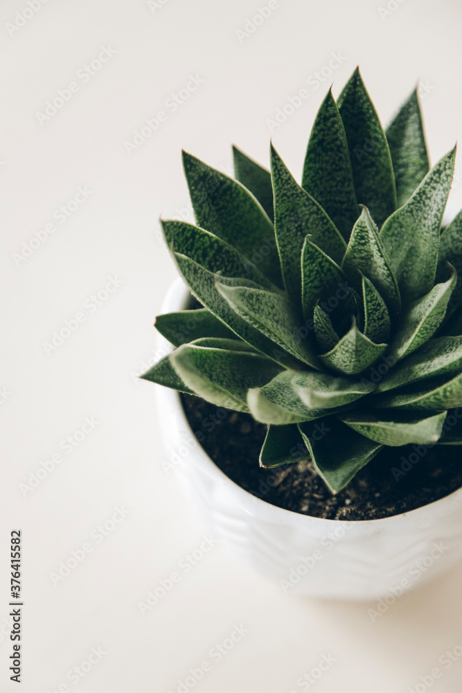 succulents on a light background succulents on a light background