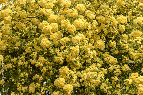 Blooming roses in springtime
