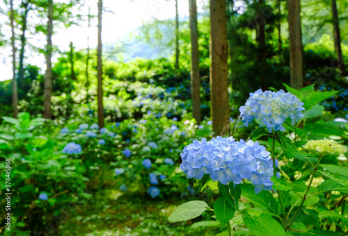 武石あじさい公園 朝日に照られるあじさい公園