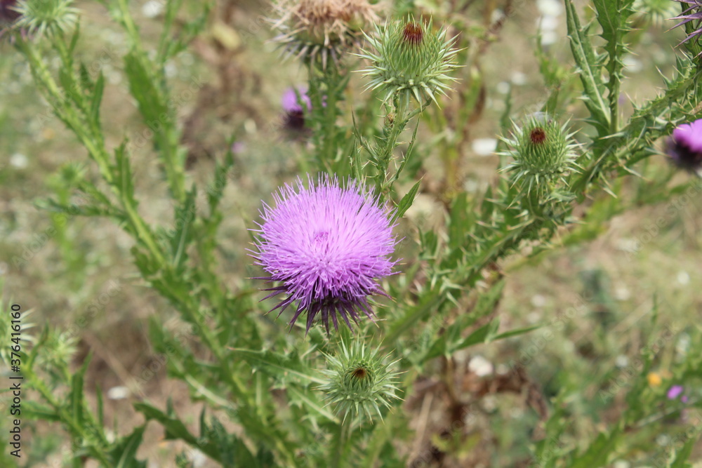 thistle flower in the field