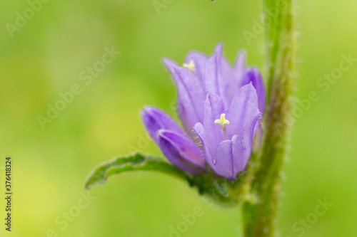 Campanula glomerata, known by the common names clustered bellflower or Dane's blood, is a species of flowering plant in the family Campanulaceae.