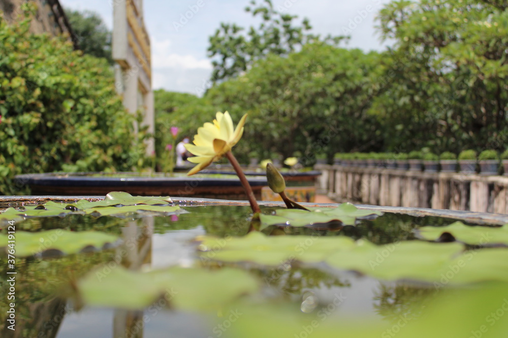 Naklejka premium yellow flower in the pond