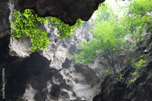green nature in a cave