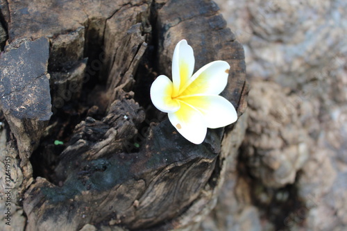 white frangipani flower