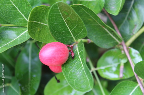 pink fruits in the tree