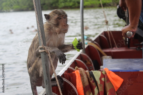 monkey in a boat
