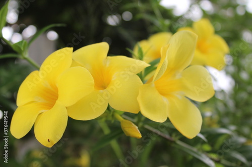 yellow flowers in the garden