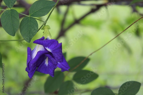 blue flowers on a green background
