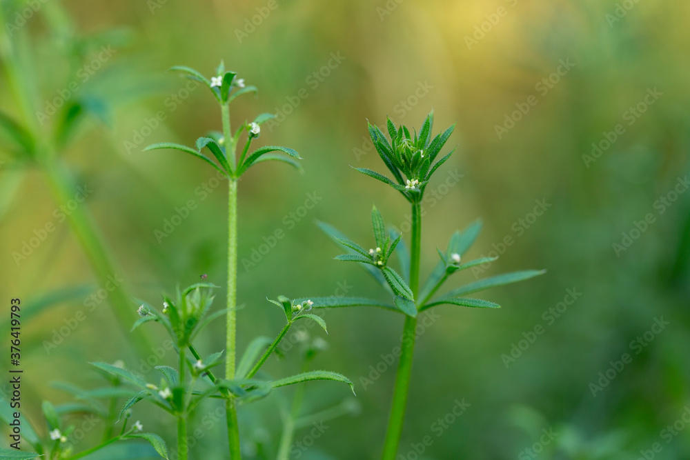 The Cleavers (Galium aparine) have been used in the traditional