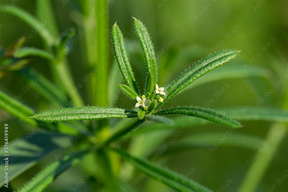 the-cleavers-galium-aparine-have-been-used-in-the-traditional