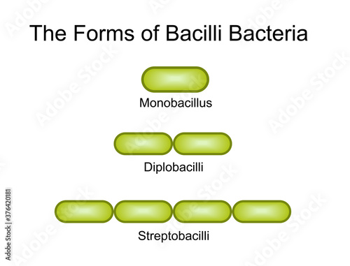 Several types of bacillus bacteria