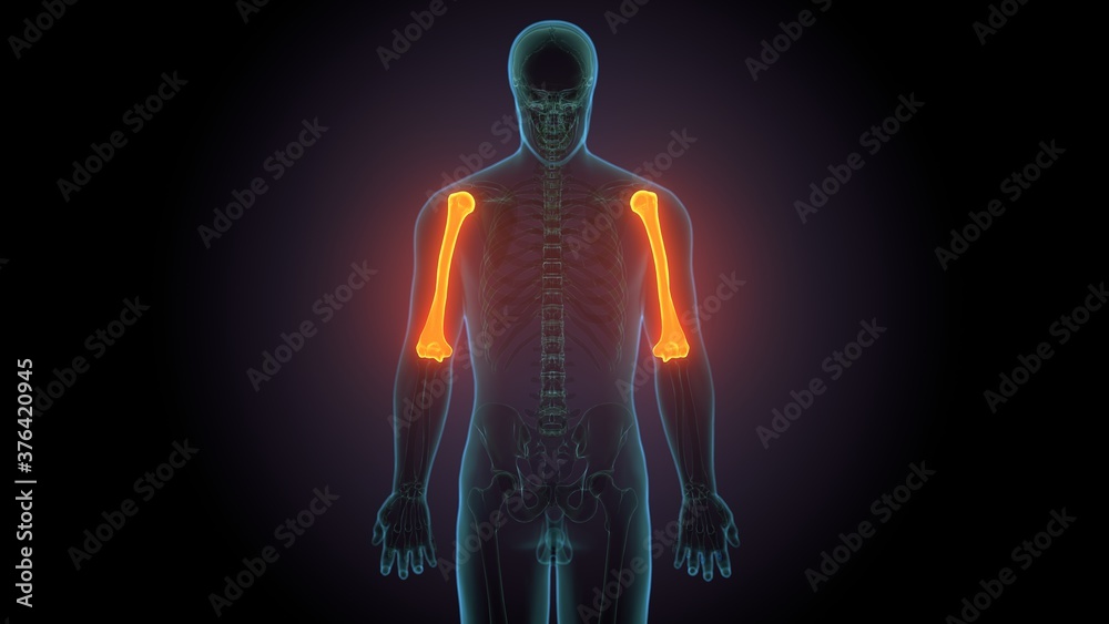 3d render of human body skeleton Humerus Bone anatomy 3d render of human body skeleton Humerus Bone anatomy