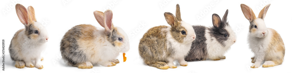 Fototapeta premium Group of Little brown and white rabbits in many actions on white background with clipping path.