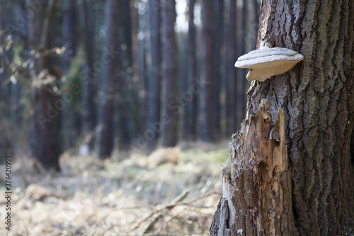 Pojedynczy owocnik hubiaka pospolitego photo