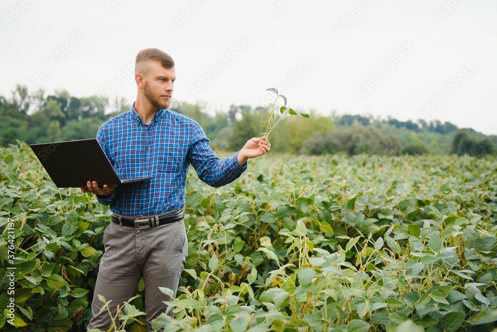 Farmer agronomist on a growing green soybean field. Agricultural industry. Farmer agronomist on a growing green soybean field. Agricultural industry.
