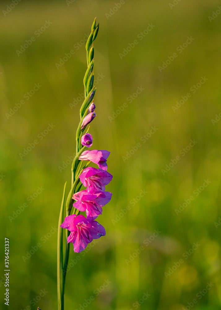 Magic flowers Marsh Gladiolus (Gladiolus imbricatus) in the evening orange light with a beautiful blurred bokeh background. Wild flower Marsh Gladiolus (Gladiolus imbricatus). Magic flowers Marsh Gladiolus (Gladiolus imbricatus) in the evening orange light with a beautiful blurred bokeh background. Wild flower Marsh Gladiolus (Gladiolus imbricatus).