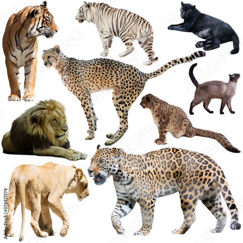 Collage with feline wild mammals on a white background closeup