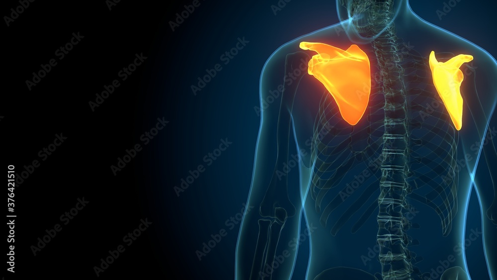Human skeleton anatomy Scapula Bone 3D Rendering For Medical Concept
Human skeleton anatomy Scapula Bone 3D Rendering For Medical Concept