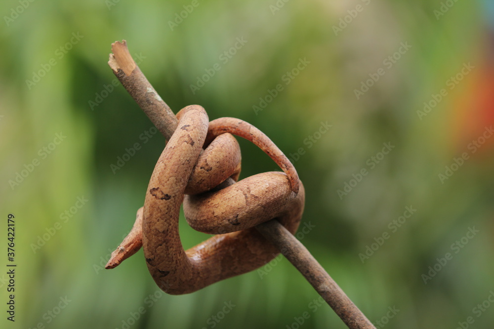 Candoia carinata snake, known commonly as the Pacific ground boa or the Pacific keel-scaled boa Candoia carinata snake, known commonly as the Pacific ground boa or the Pacific keel-scaled boa