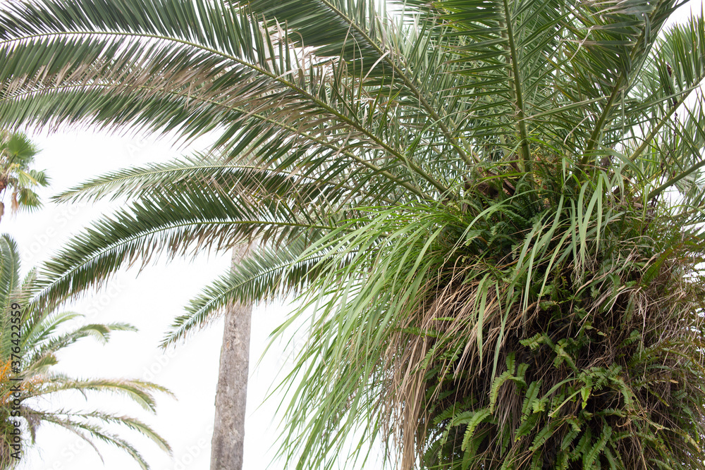 Fototapeta premium 横から見たヤシの木