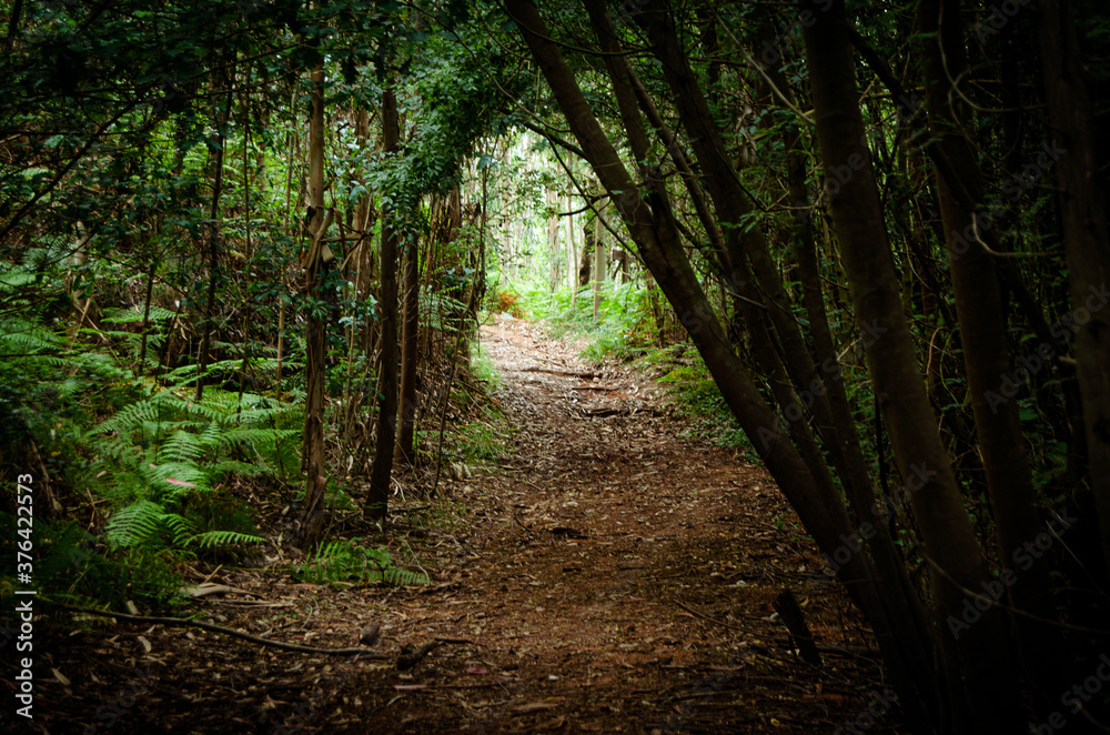 Fototapeta premium Caminho