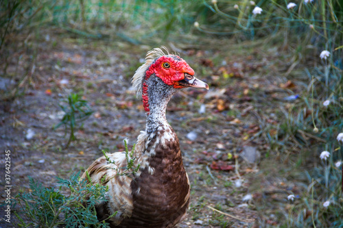 Portrait of muscovy mute duck Cairina moschata, out of focus natural background. Domesticated animals. photo