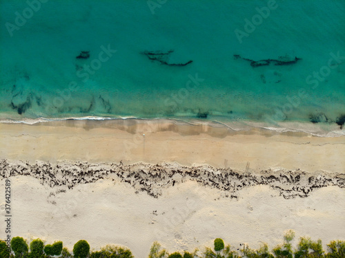 beach and sea aerial top down