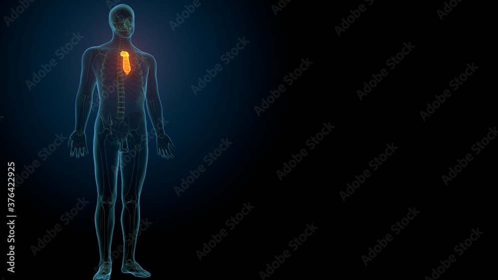Human Skeleton Sternum Bone Anatomy For Medical Concept 3D Illustration
Human Skeleton Sternum Bone Anatomy For Medical Concept 3D Illustration