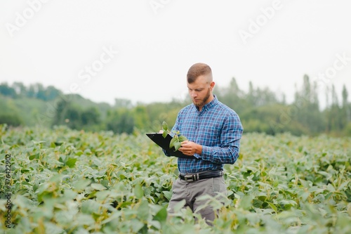 Young handsome agriculture engineer squatting in soybean field with tablet in hands in early summer