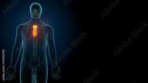 Human Skeleton Sternum Bone Anatomy For Medical Concept 3D Illustration  © PIC4U