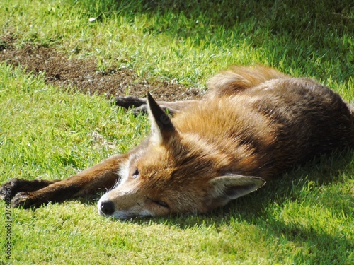 fox in the grass