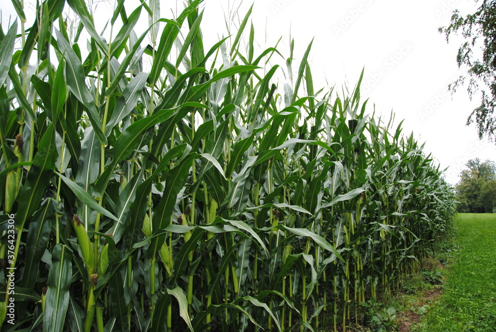 Maisfeld Maisfeld