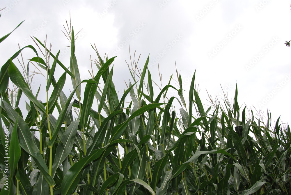 Obraz premium Maisfeld