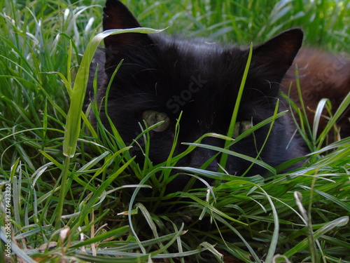 black cat on grass