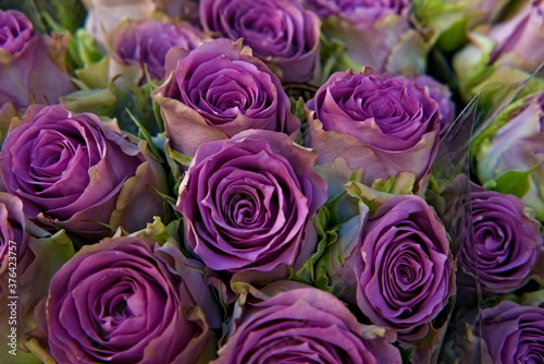 Close up of a bouquet of beautiful pink or purple roses. 