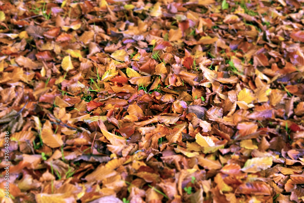 dry autumn leaves dry autumn leaves