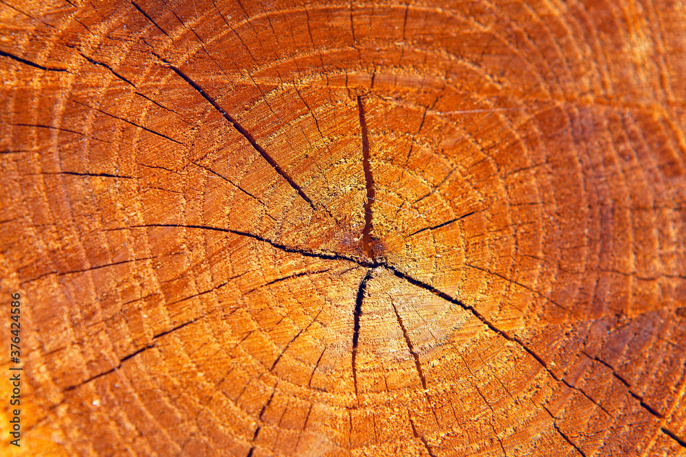 Fototapeta premium Cut wood texture . Background of cut trunk surface