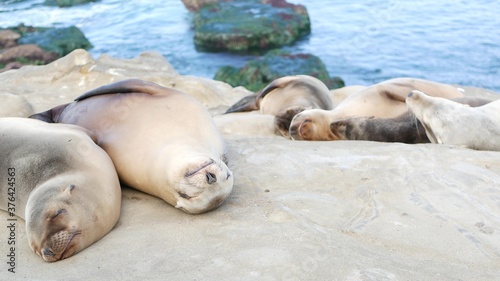 Cute baby cub, sweet sea lion pup and mother. Funny lazy seals, ocean beach wildlife, La Jolla, San Diego, California, USA. Funny awkward sleepy marine animal on pacific coast. Family love and care