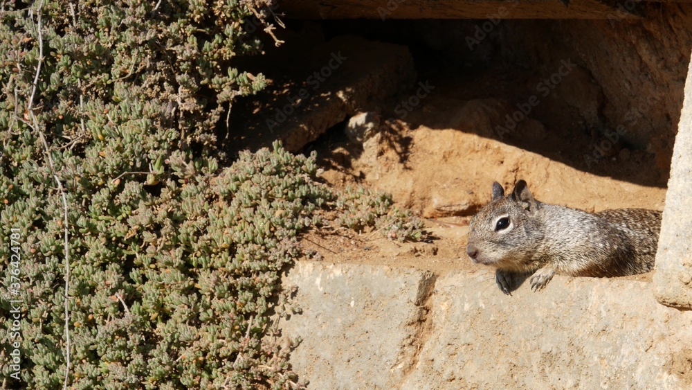 Obraz premium Beechey ground squirrel, common in California, Pacific coast, USA. Funny behavior of cute gray wild rodent. Small amusing animal in natural habitat. Pretty little endemic looking for food in America