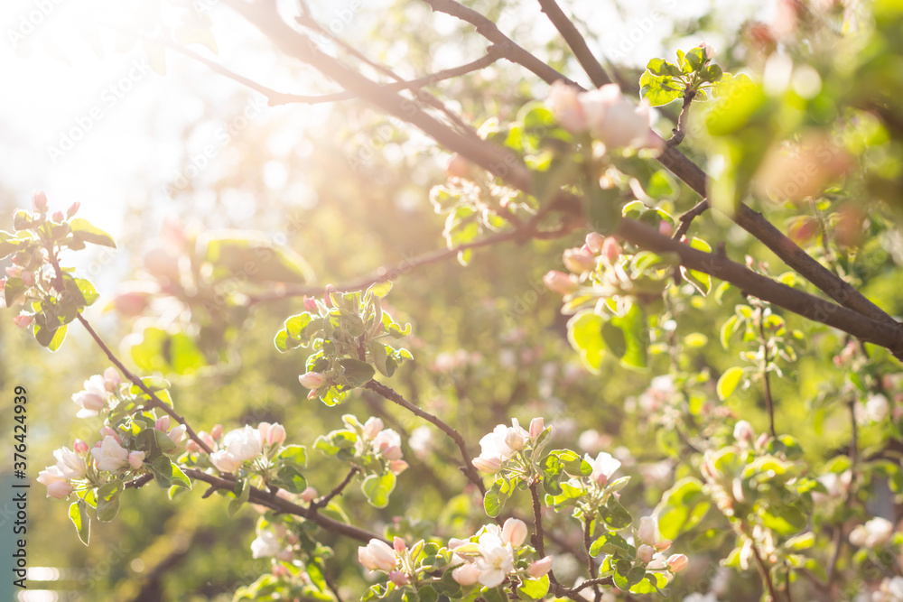 Beautiful apple tree branch