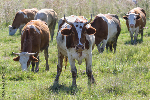 Herd of brown cows grazing in a meadow